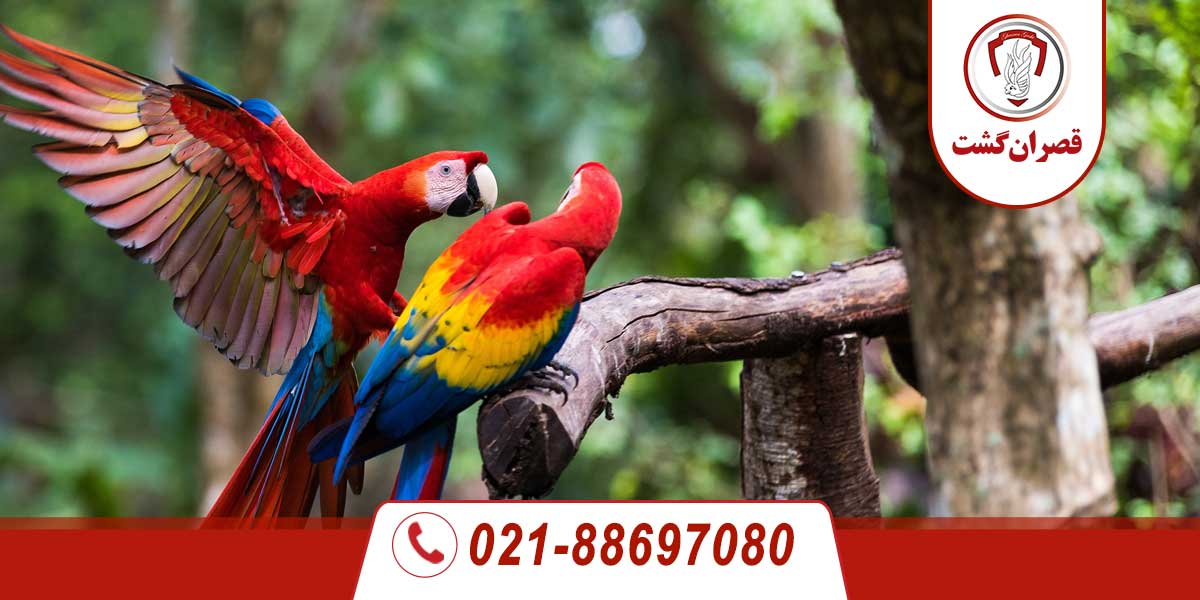 شهر ایگواسو