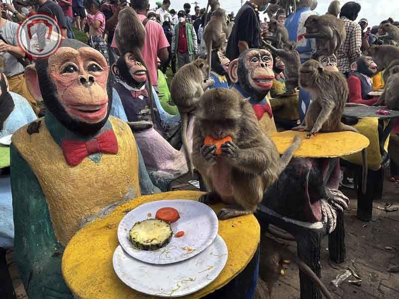 Monkey-party-in-Thailand