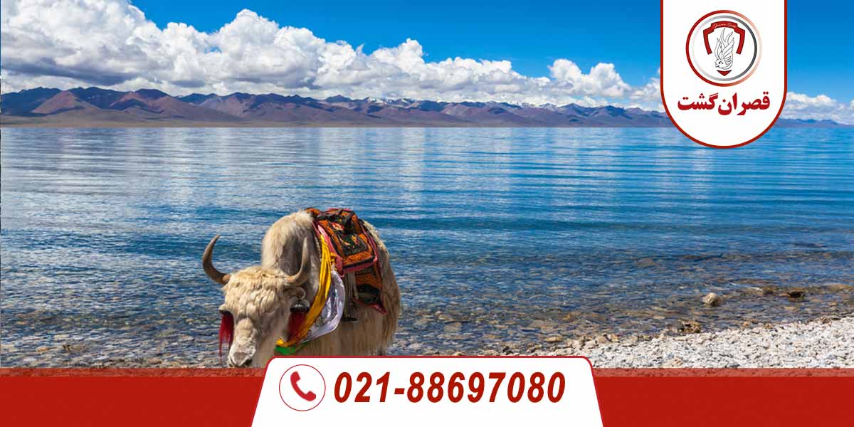 تور تبت 192 یاک سفید در کنار دریاچه Namtso، تبت، چین ایستاده است